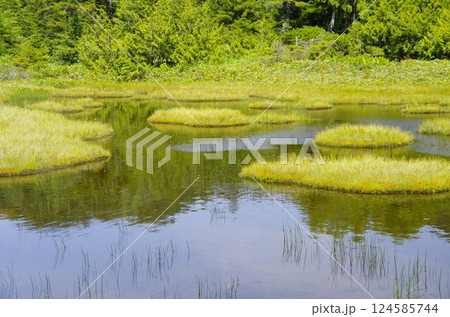 夏の志賀高原・四十八池湿原 124585744