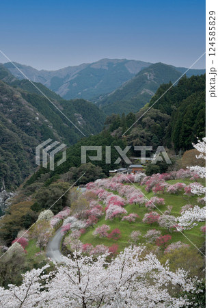 花桃と染井吉野 124585829