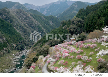 花桃と染井吉野 花桃と染井吉野 124585830