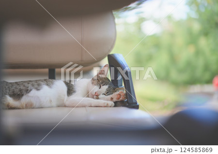 young female white brown cat dreaming by moving the eye inside sleeping on the golf car seat at the afternoon time. young female white brown cat dreaming by moving the eye inside sleeping on the golf car seat at the afternoon time. 124585869