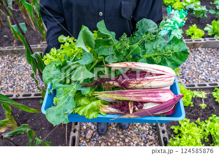 Worker was carrying a vegetable pot with green foliage while standing, dressed in a cap and mask. Worker was carrying a vegetable pot with green foliage while standing, dressed in a cap and mask. 124585876