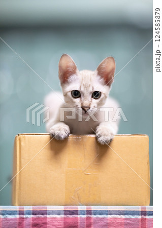 Cute cat is top carton box on blurry background. Cute little kitten is sitting and looking above the box. Cute cat is top carton box on blurry background. Cute little kitten is sitting and looking above the box. 124585879