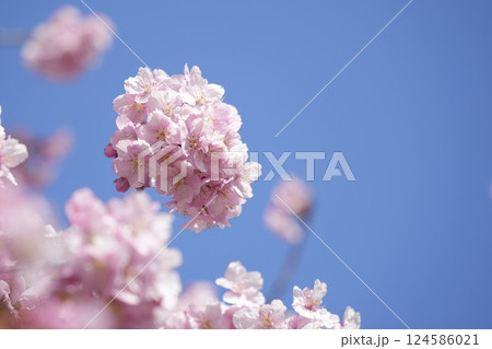 春の訪れを告げる河津桜 青空 春の訪れを告げる河津桜 青空 124586021