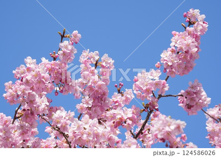 青空に映える美しい桜 アップ 青空に映える美しい桜 アップ 124586026
