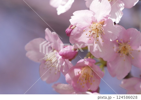 春の訪れを告げる桜 124586028