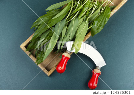Ramps, green wild leeks. 124586301