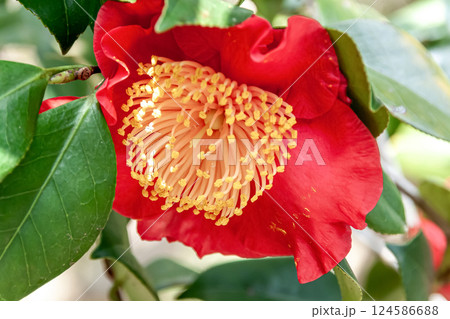 赤い一重咲きのツバキ(椿)高砂【ツバキ科】 赤い一重咲きのツバキ(椿)高砂【ツバキ科】 124586688