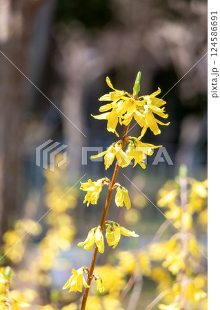 庭木や公園木に人気のあるシナレンギョウ【モクセイ科】 124586691