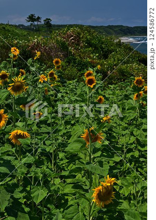 鳴り石の浜のひまわり畑 124586772