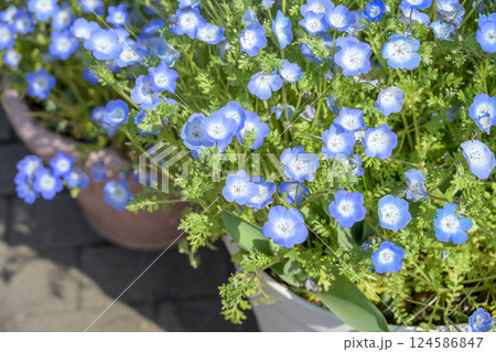 ネモフィラ 青い花 春の花 町の中 都心 おしゃれ ネモフィラ 青い花 春の花 町の中 都心 おしゃれ 124586847
