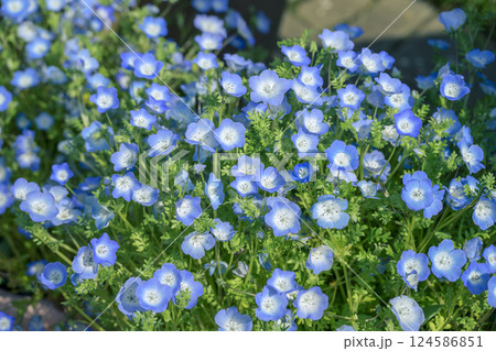 ネモフィラ 青い花 春の花 町の中 都心 おしゃれ 124586851