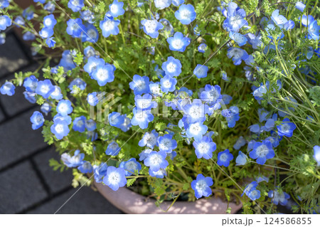 ネモフィラ 青い花 春の花 町の中 都心 おしゃれ 124586855