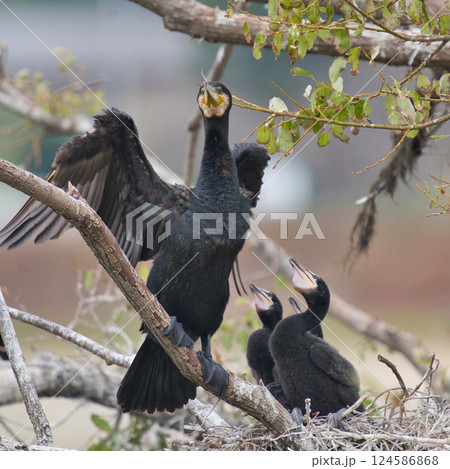 親鳥と雛の生命の瞬間 親鳥と雛の生命の瞬間 124586868