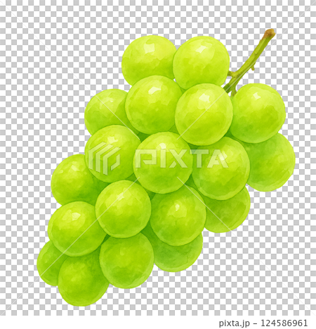 美味的 Shine Muscat 葡萄的水彩畫 124586961