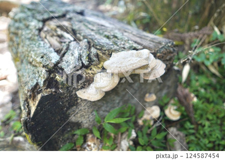 倒木に群生する白いキノコたち 倒木に群生する白いキノコたち 124587454
