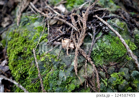 苔むす岩と枯れ枝が描く静寂 苔むす岩と枯れ枝が描く静寂 124587455