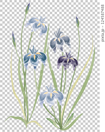 用水彩畫的鳶尾花 124587488