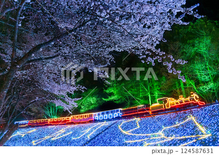 夜の桜と機関車のイルミネーション 伊豆 修善寺 虹の郷 夜の桜と機関車のイルミネーション 伊豆 修善寺 虹の郷 124587631