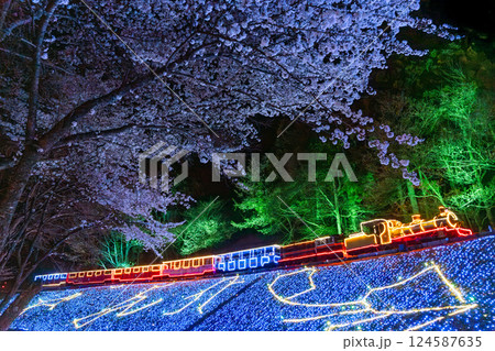 夜の桜と機関車のイルミネーション 伊豆 修善寺 虹の郷 夜の桜と機関車のイルミネーション 伊豆 修善寺 虹の郷 124587635