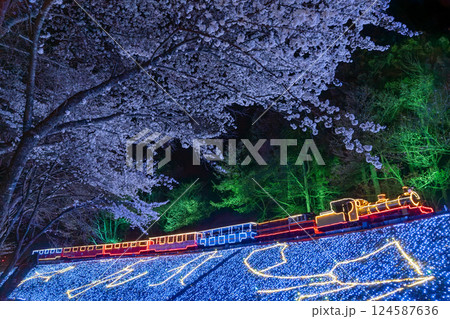 夜の桜と機関車のイルミネーション　伊豆　修善寺　虹の郷　 124587636