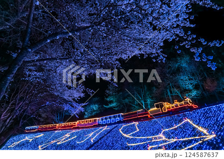 夜の桜と機関車のイルミネーション 伊豆 修善寺 虹の郷 夜の桜と機関車のイルミネーション 伊豆 修善寺 虹の郷 124587637