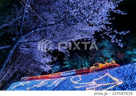 夜の桜と機関車のイルミネーション 伊豆 修善寺 虹の郷 夜の桜と機関車のイルミネーション 伊豆 修善寺 虹の郷 124587639