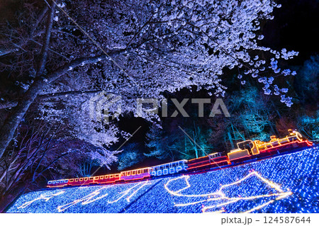 夜の桜と機関車のイルミネーション 伊豆 修善寺 虹の郷 夜の桜と機関車のイルミネーション 伊豆 修善寺 虹の郷 124587644
