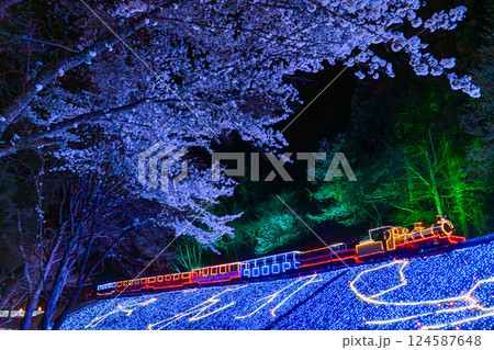 夜の桜と機関車のイルミネーション　伊豆　修善寺　虹の郷　 124587648