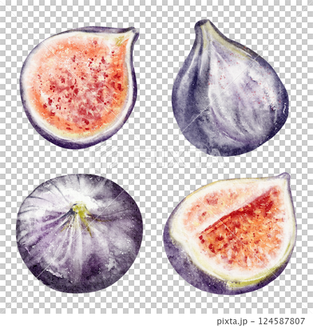 Fresh Tropical figs watercolor illustration. Hand-drawn sketch of ripe Fruit and berries, perfect for summer recipe books or food packaging designs. Artwork for health blogs or wellness marketing. 124587807