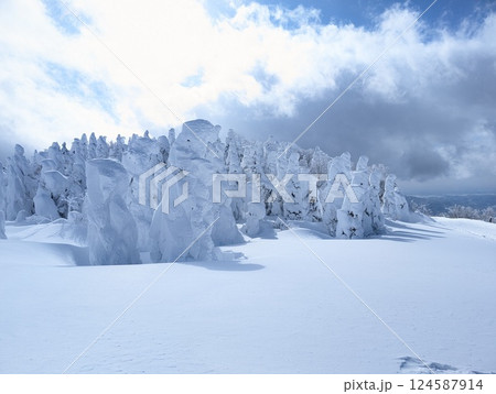 山形蔵王温泉スキー場 樹氷群 樹氷原 124587914