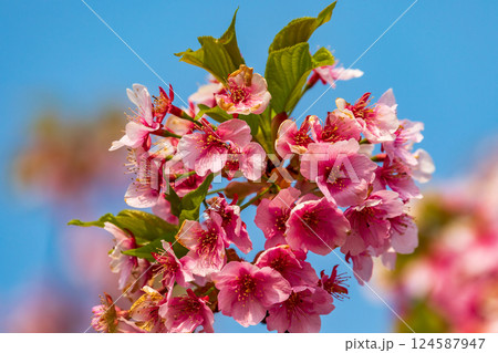 青空を背景にした満開の河津桜 124587947