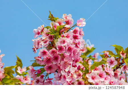 青空を背景にした満開の河津桜 124587948