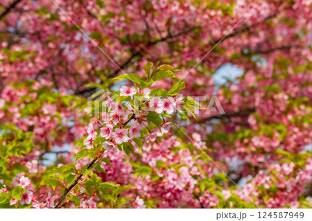 青空を背景にした満開の河津桜 124587949