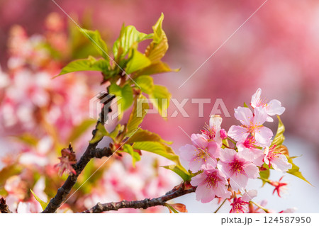 青空を背景にした満開の河津桜 青空を背景にした満開の河津桜 124587950