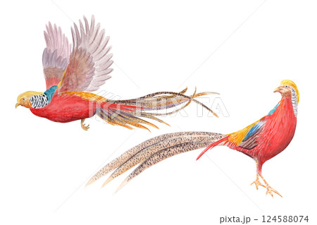 Flying and standing golden pheasant watercolor set isolated on white. Hand drawn exotic paradise bird clipart sketch style perfect for cards, posters, stickers, book design decor. Vibrant China nature Flying and standing golden pheasant watercolor set isolated on white. Hand drawn exotic paradise bird clipart sketch style perfect for cards, posters, stickers, book design decor. Vibrant China nature 124588074