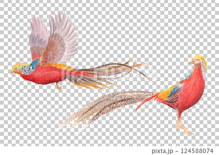 Flying and standing golden pheasant watercolor set isolated on white. Hand drawn exotic paradise bird clipart sketch style perfect for cards, posters, stickers, book design decor. Vibrant China nature Flying and standing golden pheasant watercolor set isolated on white. Hand drawn exotic paradise bird clipart sketch style perfect for cards, posters, stickers, book design decor. Vibrant China nature 124588074