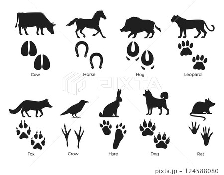 Animals silhouettes with footprint. Mammals, rodents, birds black paws prints, wild life representatives, cow, rat, hare, isolated elements with text, wildlife footstep, nowaday vector set Animals silhouettes with footprint. Mammals, rodents, birds black paws prints, wild life representatives, cow, rat, hare, isolated elements with text, wildlife footstep, nowaday vector set 124588080