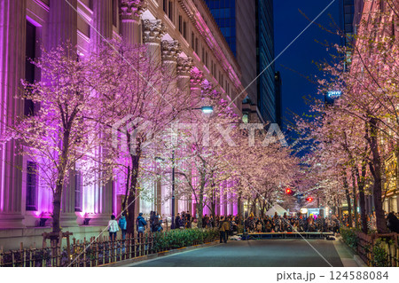 日本橋の桜の名所「江⼾桜通り」“桜ライトアップ” 124588084