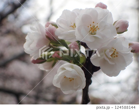 サクラの花 サクラの花 124588144
