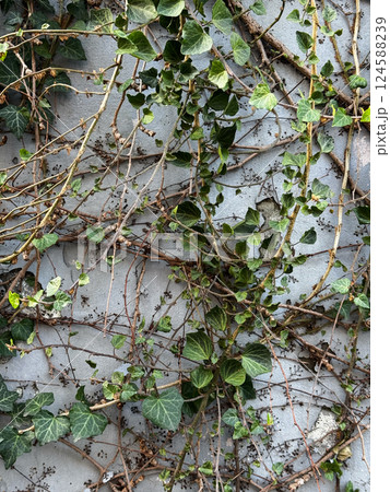 Ivy Vines Growing on a Weathered Wall Ivy Vines Growing on a Weathered Wall 124588239