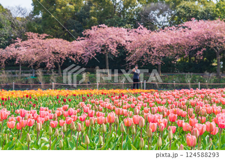 春のなばなの里、満開のチューリップと河津桜〈三重県桑名市〉 124588293