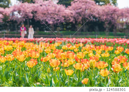 春のなばなの里、満開のチューリップと河津桜〈三重県桑名市〉 124588301