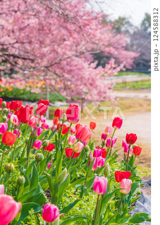 春のなばなの里、満開のチューリップと河津桜〈三重県桑名市〉 春のなばなの里、満開のチューリップと河津桜〈三重県桑名市〉 124588312