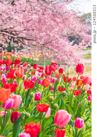春のなばなの里、満開のチューリップと河津桜〈三重県桑名市〉 春のなばなの里、満開のチューリップと河津桜〈三重県桑名市〉 124588313
