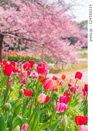春のなばなの里、満開のチューリップと河津桜〈三重県桑名市〉 春のなばなの里、満開のチューリップと河津桜〈三重県桑名市〉 124588314