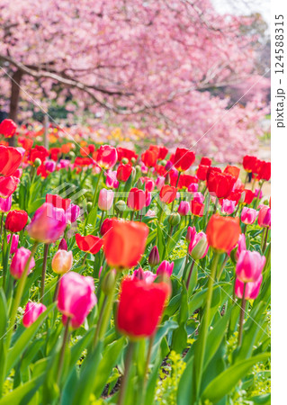 春のなばなの里、満開のチューリップと河津桜〈三重県桑名市〉 124588315