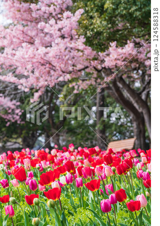 春のなばなの里、満開のチューリップと河津桜〈三重県桑名市〉 124588318