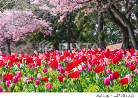 春のなばなの里、満開のチューリップと河津桜〈三重県桑名市〉 春のなばなの里、満開のチューリップと河津桜〈三重県桑名市〉 124588319