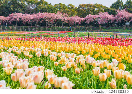 春のなばなの里、満開のチューリップと河津桜〈三重県桑名市〉 124588320