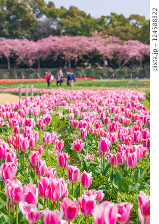 春のなばなの里、満開のチューリップと河津桜〈三重県桑名市〉 春のなばなの里、満開のチューリップと河津桜〈三重県桑名市〉 124588322
